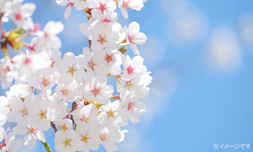 緑茶と桜色のお菓子